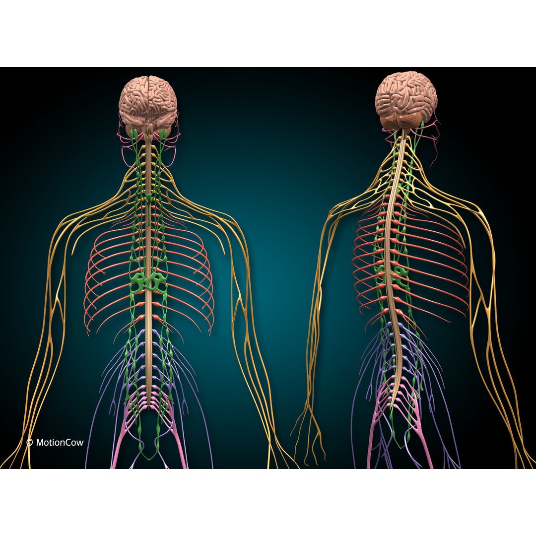 Brain and Nervous System 3D Model – Medically Accurate, Game-Ready, FBX - View 9