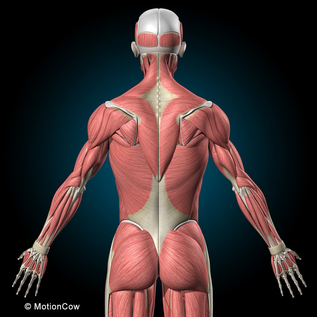 Human Musculoskeletal System 3D Model – Detailed Anatomy, FBX & PBR Textures - View 10
