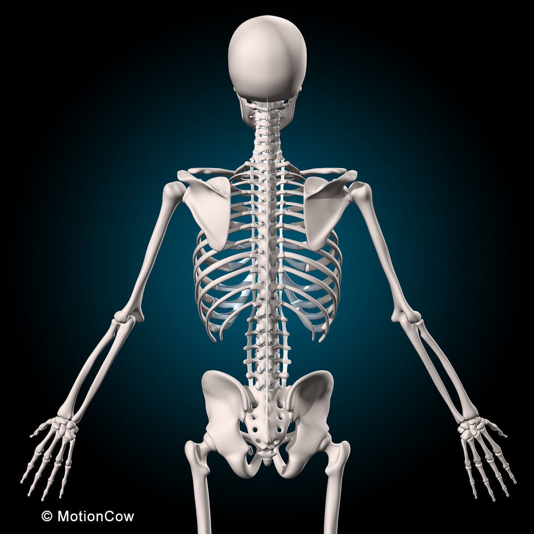 Human Musculoskeletal System 3D Model – Detailed Anatomy, FBX & PBR Textures - View 15