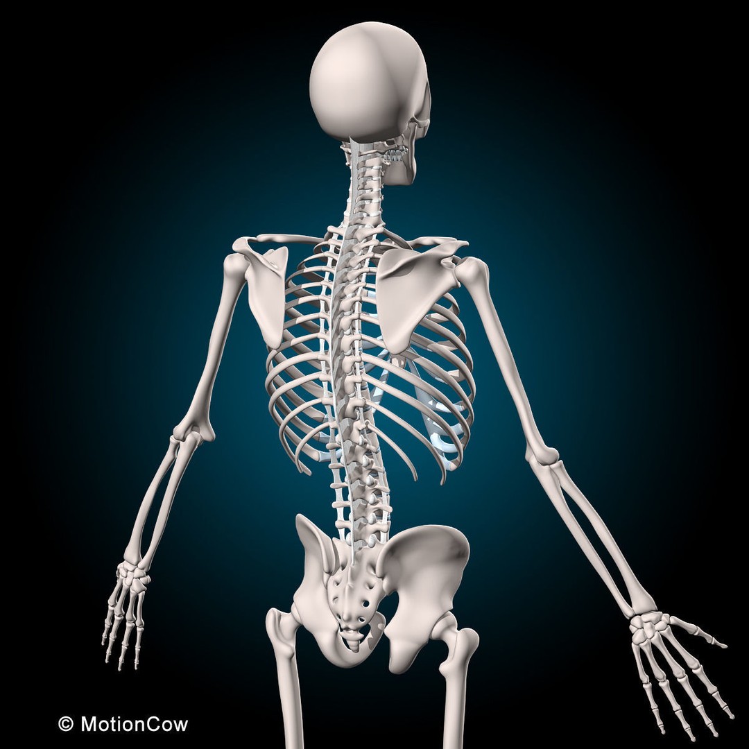 Human Musculoskeletal System 3D Model – Detailed Anatomy, FBX & PBR Textures - View 17