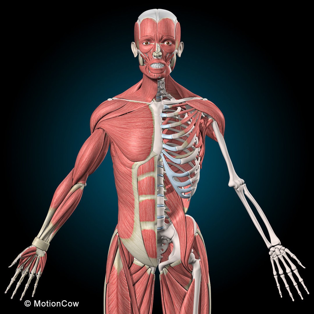 Human Musculoskeletal System 3D Model – Detailed Anatomy, FBX & PBR Textures - View 19