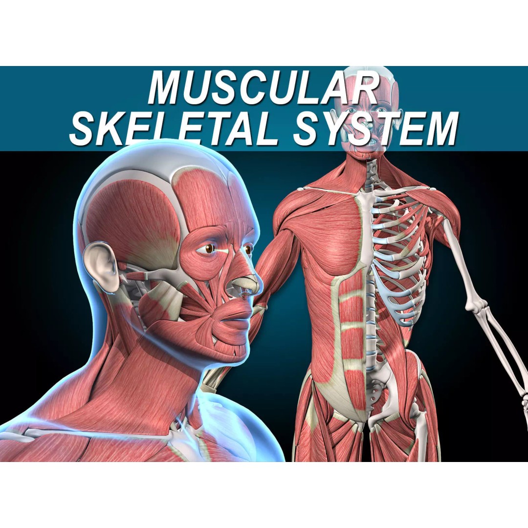 Human Musculoskeletal System 3D Model – Detailed Anatomy, FBX & PBR Textures - View 2