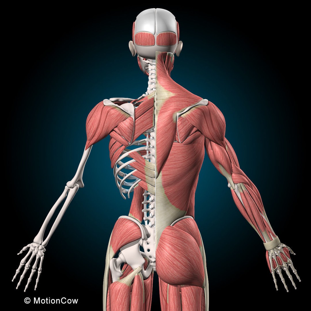 Human Musculoskeletal System 3D Model – Detailed Anatomy, FBX & PBR Textures - View 20