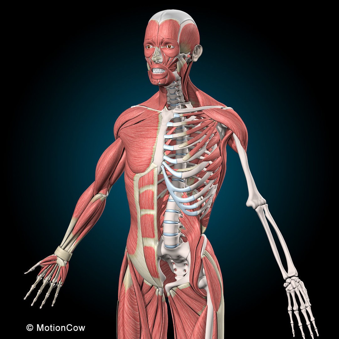 Human Musculoskeletal System 3D Model – Detailed Anatomy, FBX & PBR Textures - View 21