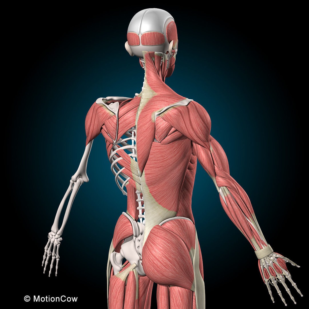 Human Musculoskeletal System 3D Model – Detailed Anatomy, FBX & PBR Textures - View 22