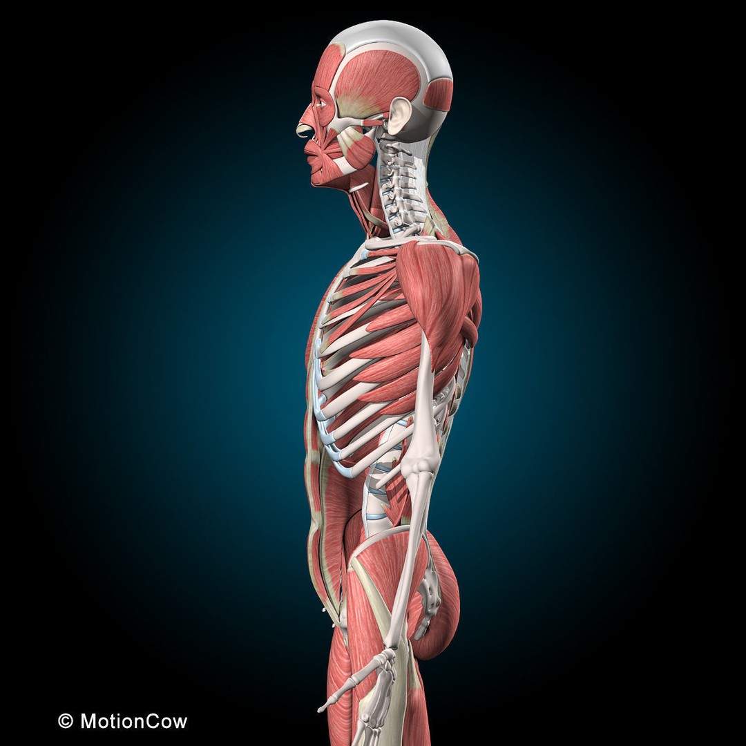 Human Musculoskeletal System 3D Model – Detailed Anatomy, FBX & PBR Textures - View 24