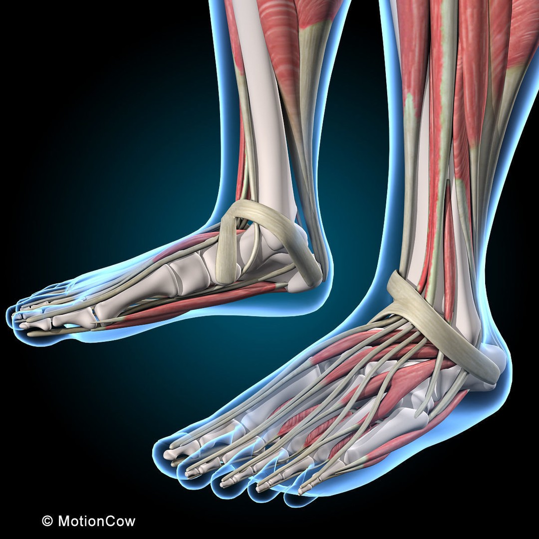 Human Musculoskeletal System 3D Model – Detailed Anatomy, FBX & PBR Textures - View 25