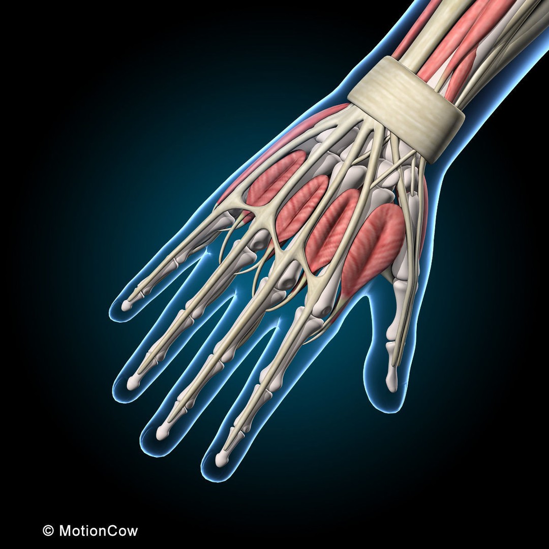 Human Musculoskeletal System 3D Model – Detailed Anatomy, FBX & PBR Textures - View 27