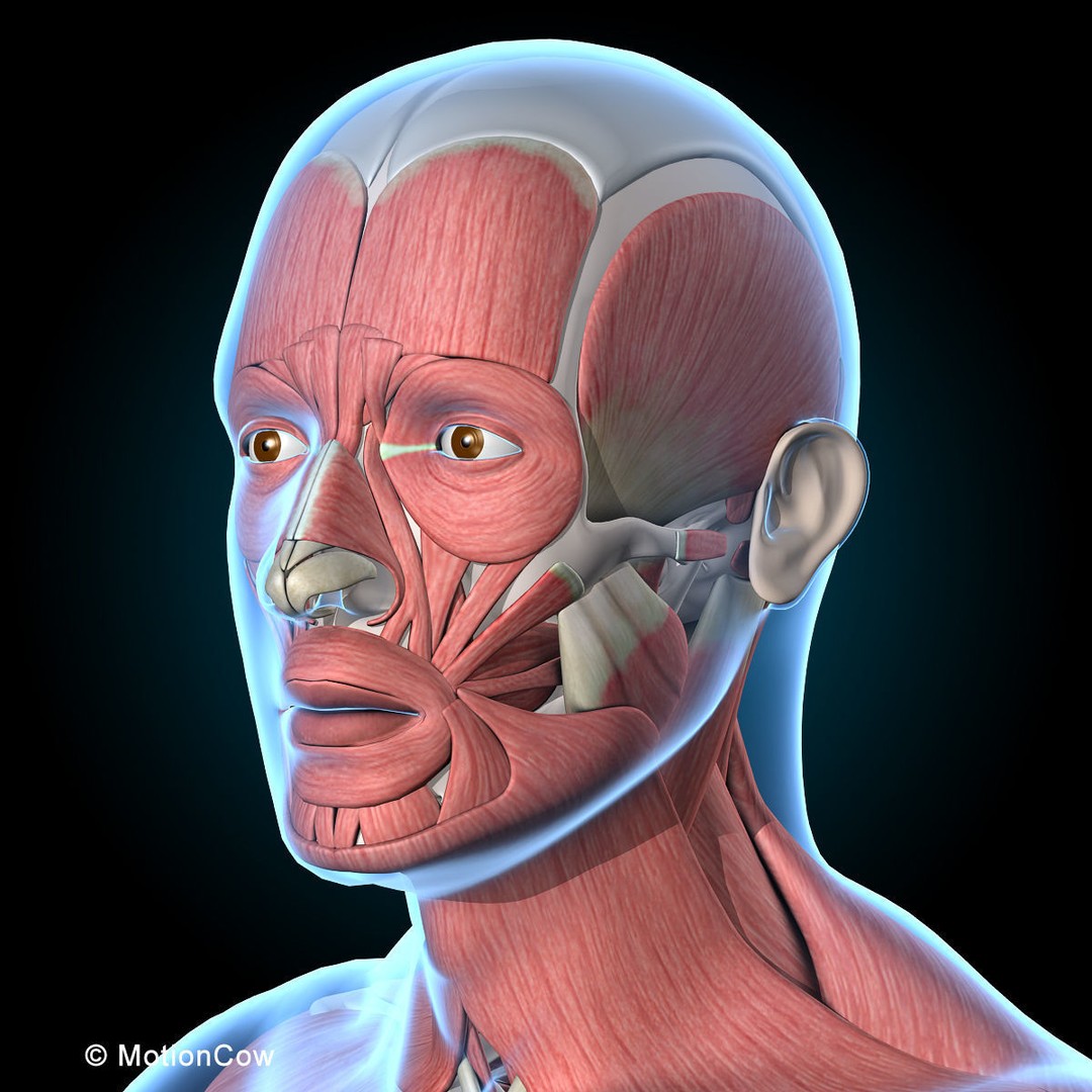 Human Musculoskeletal System 3D Model – Detailed Anatomy, FBX & PBR Textures - View 29