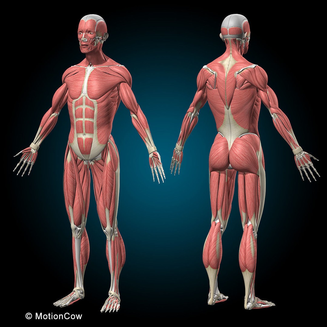 Human Musculoskeletal System 3D Model – Detailed Anatomy, FBX & PBR Textures - View 3