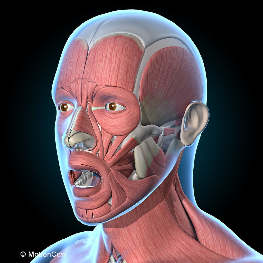 Human Musculoskeletal System 3D Model – Detailed Anatomy, FBX & PBR Textures - View 30