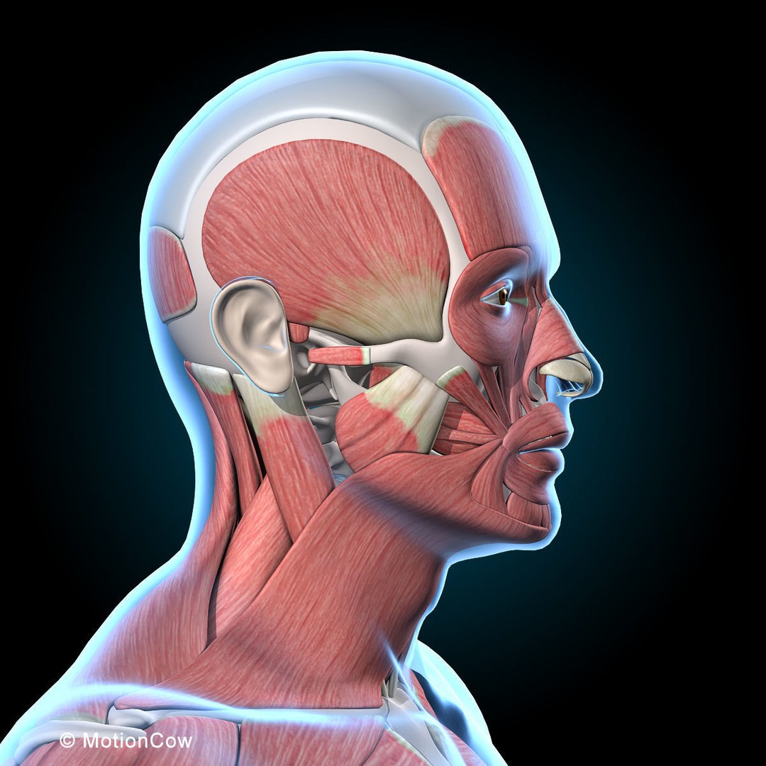 Human Musculoskeletal System 3D Model – Detailed Anatomy, FBX & PBR Textures - View 31