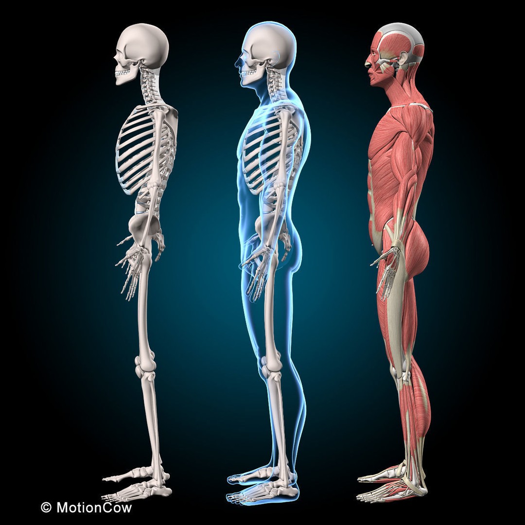 Human Musculoskeletal System 3D Model – Detailed Anatomy, FBX & PBR Textures - View 33