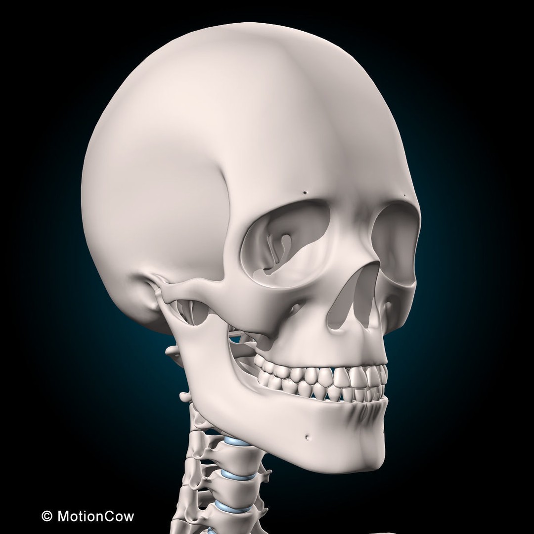 Human Musculoskeletal System 3D Model – Detailed Anatomy, FBX & PBR Textures - View 36