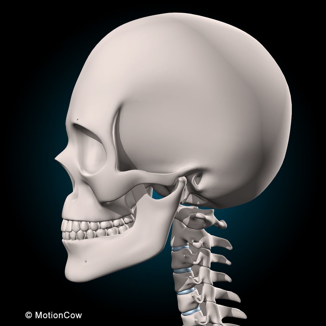 Human Musculoskeletal System 3D Model – Detailed Anatomy, FBX & PBR Textures - View 37