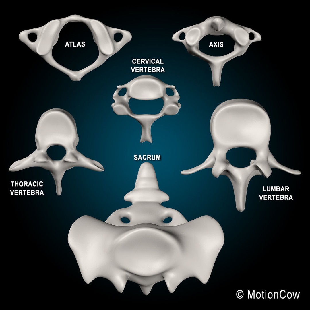 Human Musculoskeletal System 3D Model – Detailed Anatomy, FBX & PBR Textures - View 51