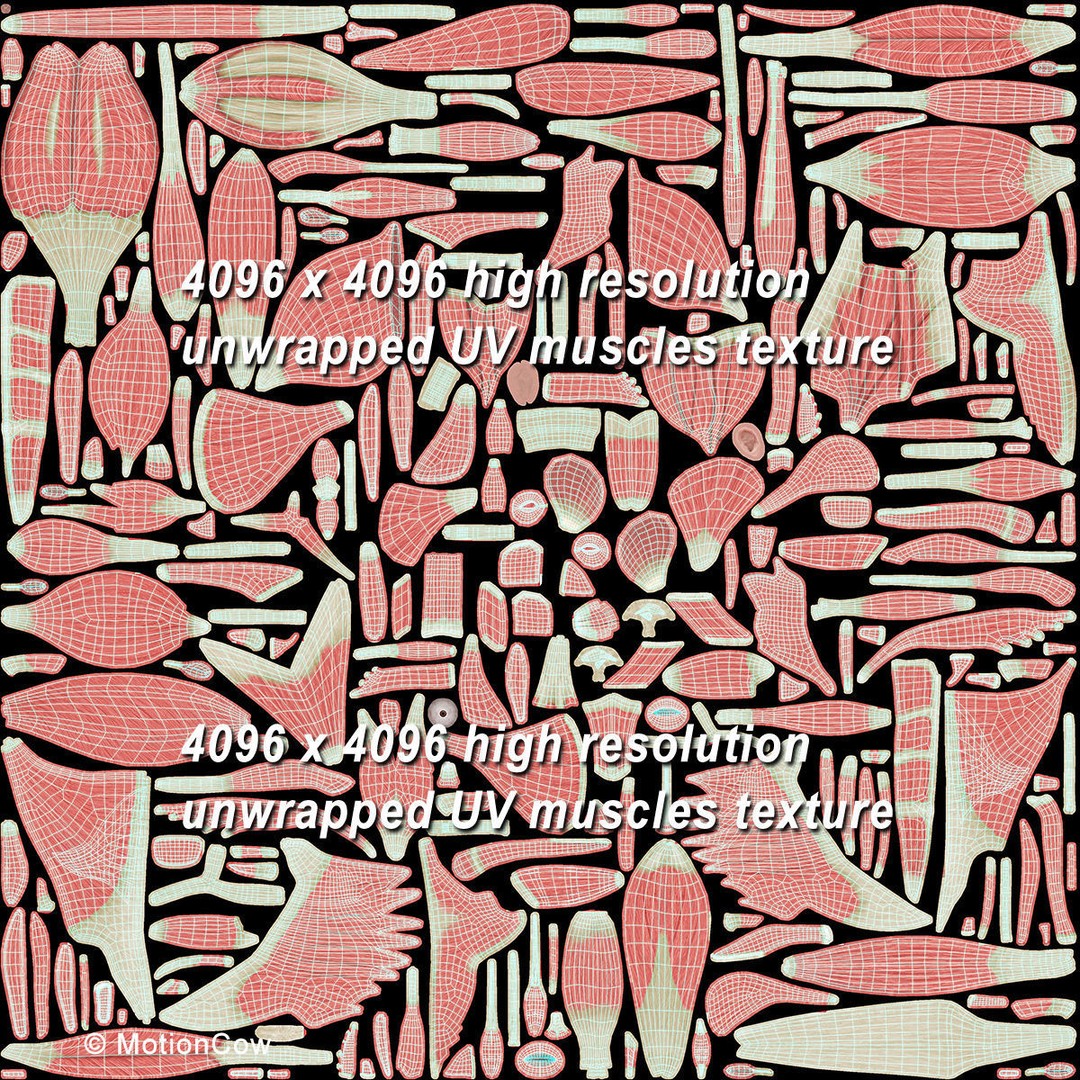 Human Musculoskeletal System 3D Model – Detailed Anatomy, FBX & PBR Textures - View 52