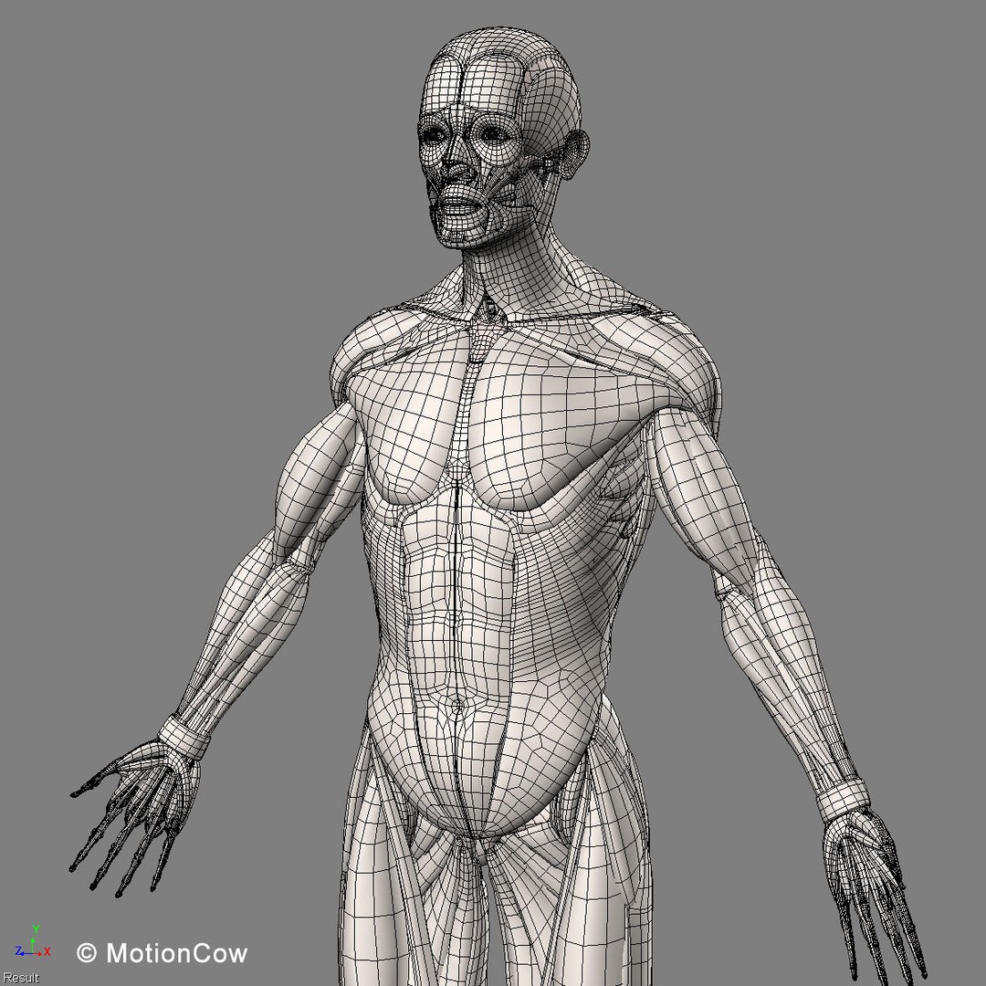 Human Musculoskeletal System 3D Model – Detailed Anatomy, FBX & PBR Textures - View 55