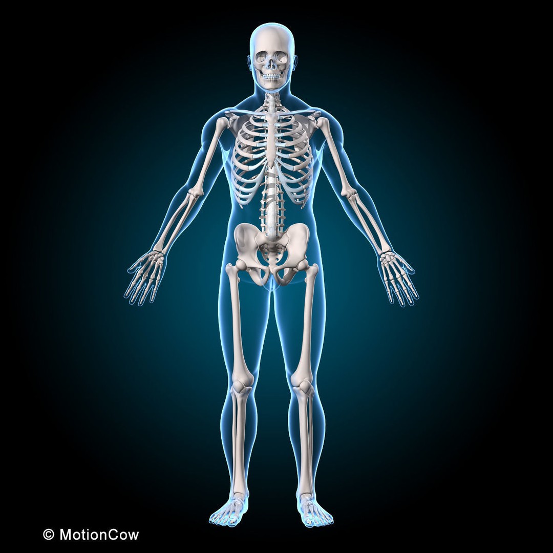 Human Musculoskeletal System 3D Model – Detailed Anatomy, FBX & PBR Textures - View 6