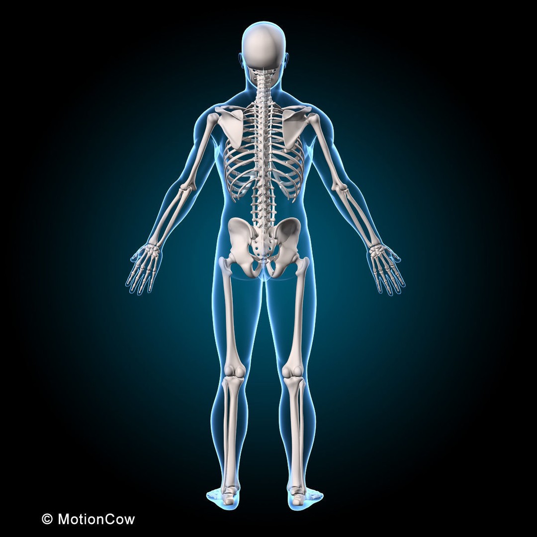 Human Musculoskeletal System 3D Model – Detailed Anatomy, FBX & PBR Textures - View 8