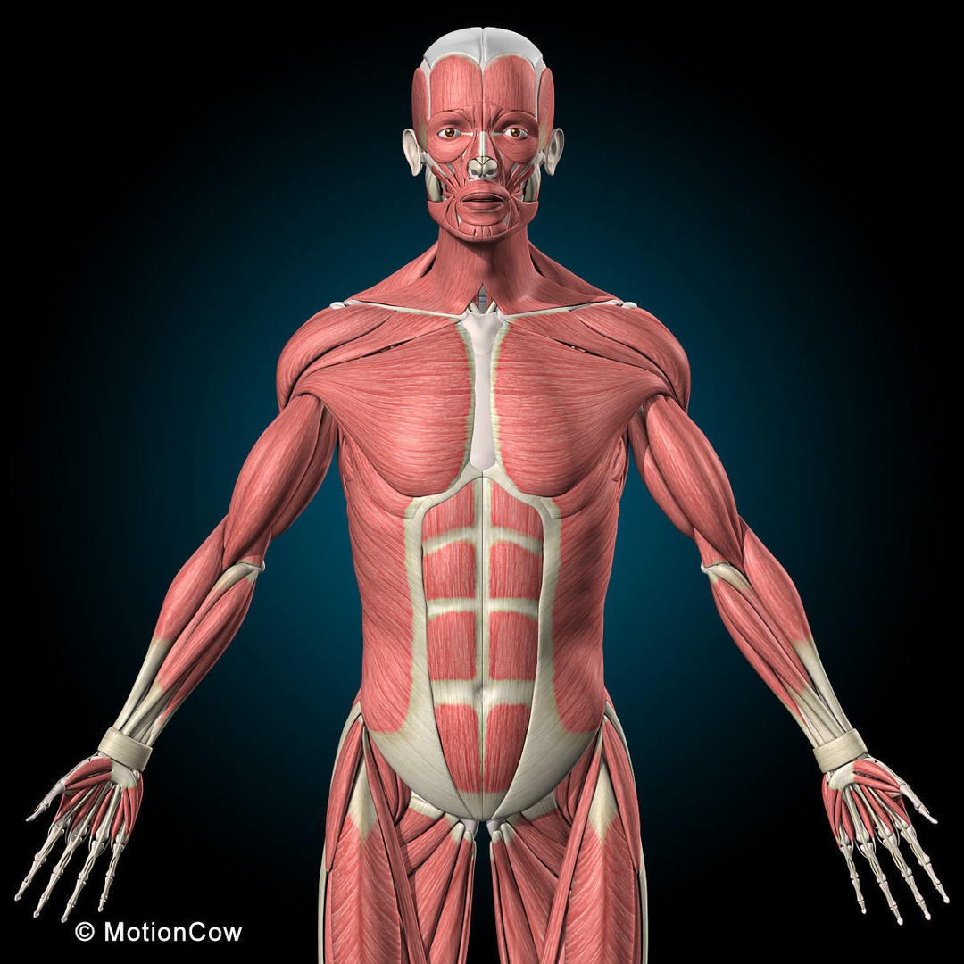 Human Musculoskeletal System 3D Model – Detailed Anatomy, FBX & PBR Textures - View 9