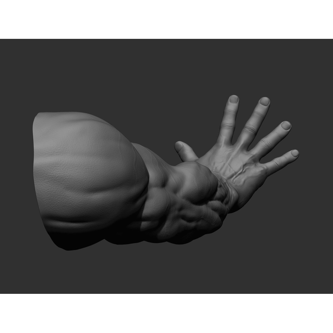 Realistic Male Arms 3D Model – High Poly ZBrush Anatomy, FBX, OBJ