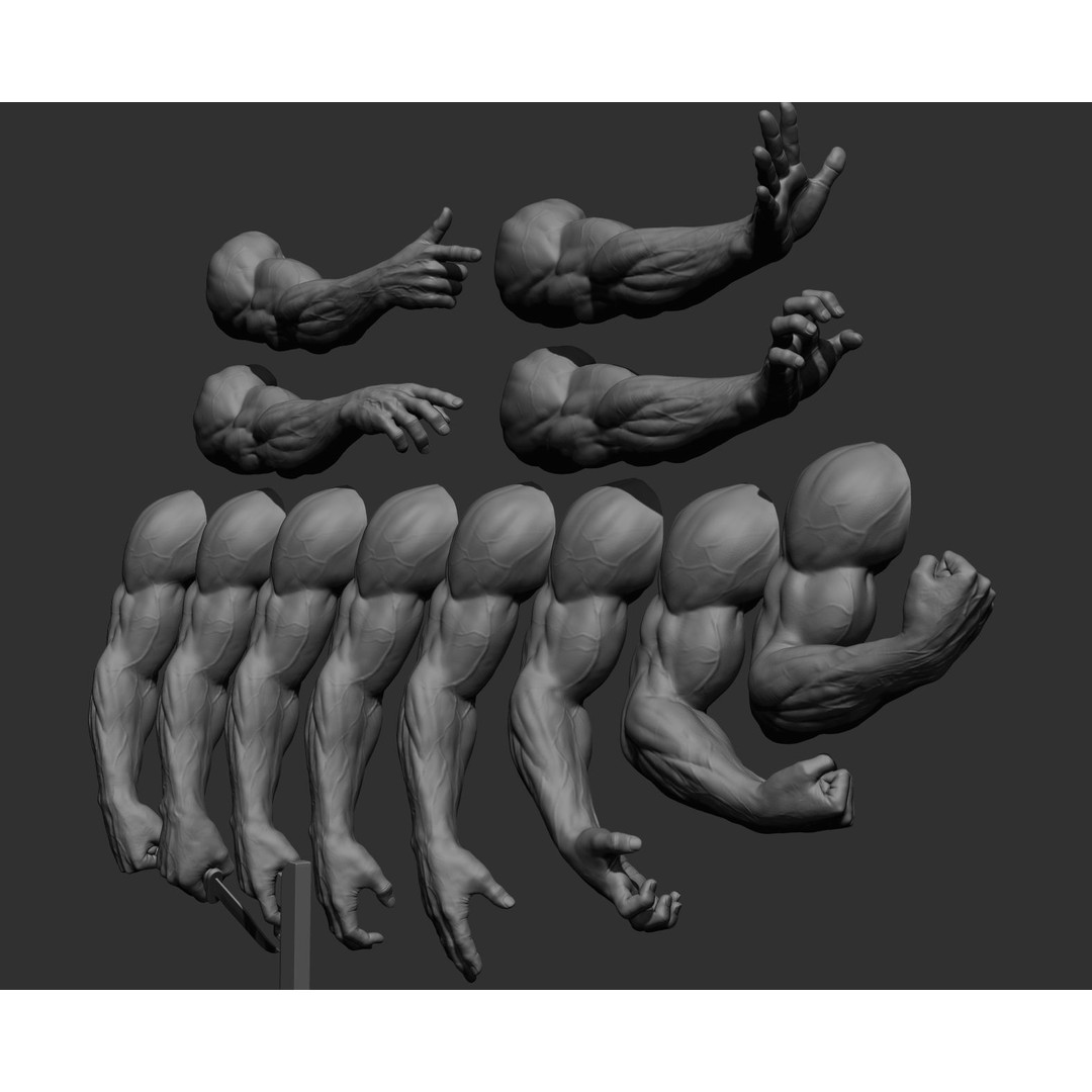 Realistic Male Arms 3D Model – High Poly ZBrush Anatomy, FBX, OBJ - View 10