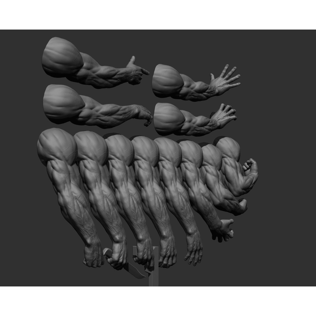 Realistic Male Arms 3D Model – High Poly ZBrush Anatomy, FBX, OBJ - View 11