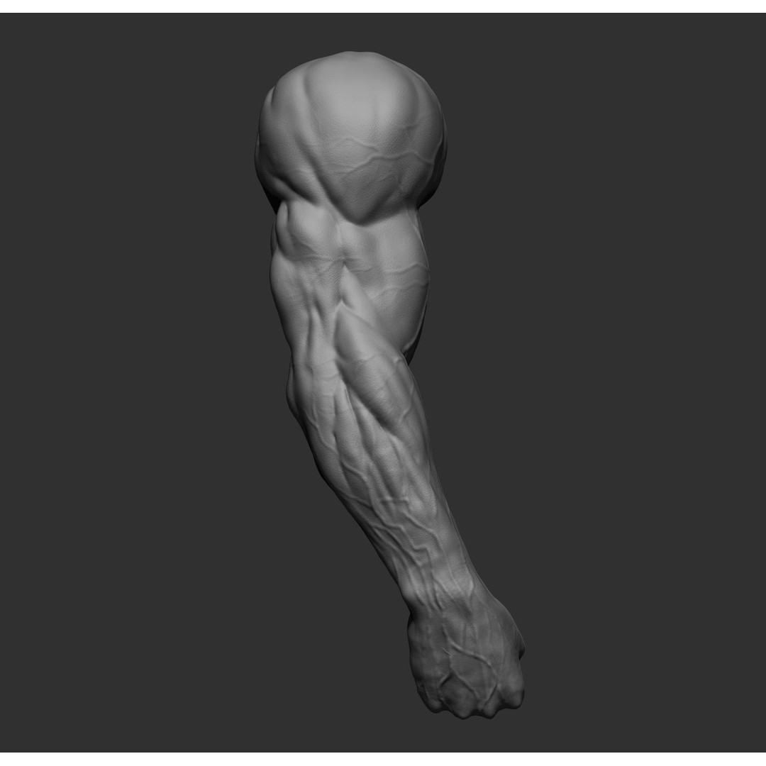 Realistic Male Arms 3D Model – High Poly ZBrush Anatomy, FBX, OBJ - View 14