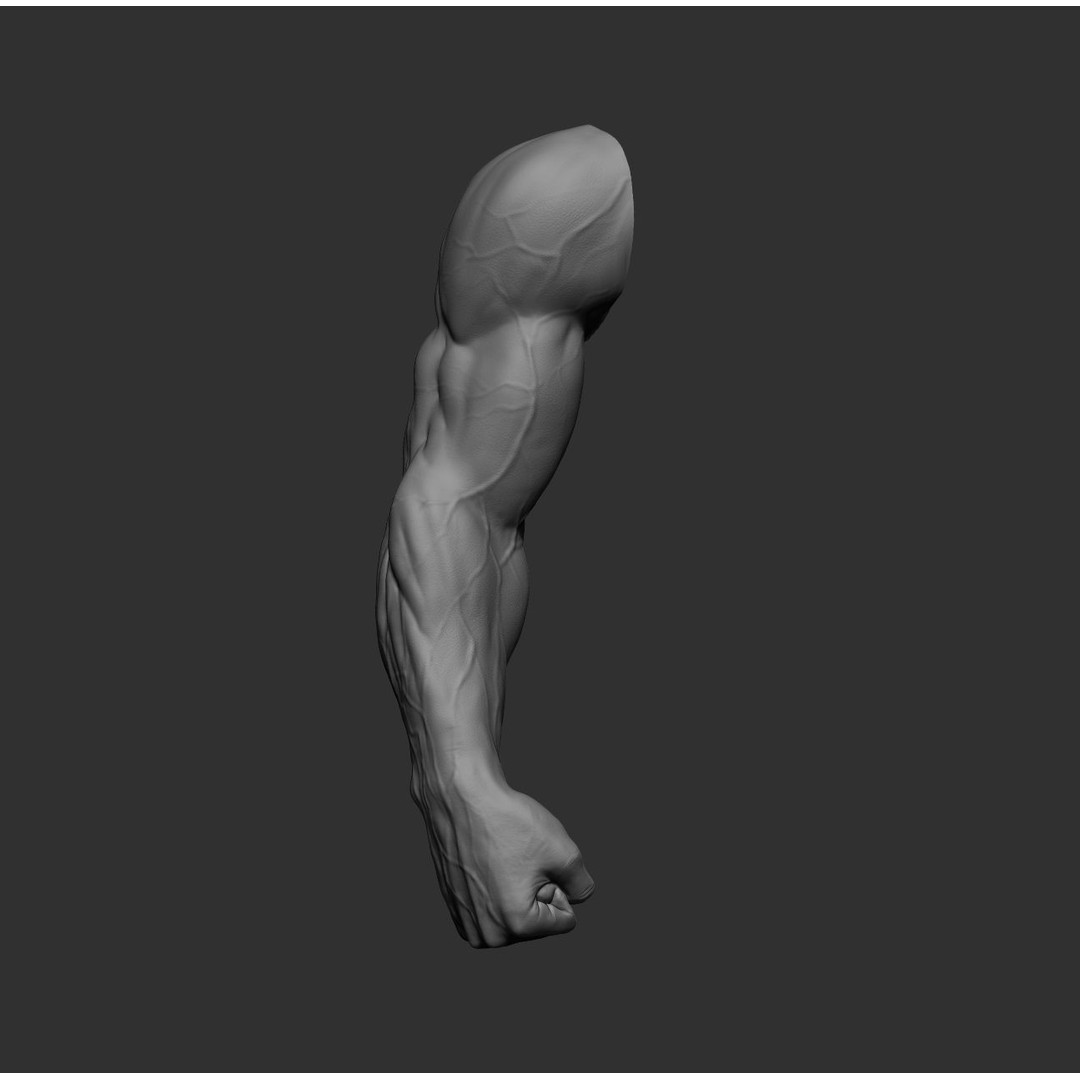 Realistic Male Arms 3D Model – High Poly ZBrush Anatomy, FBX, OBJ - View 15