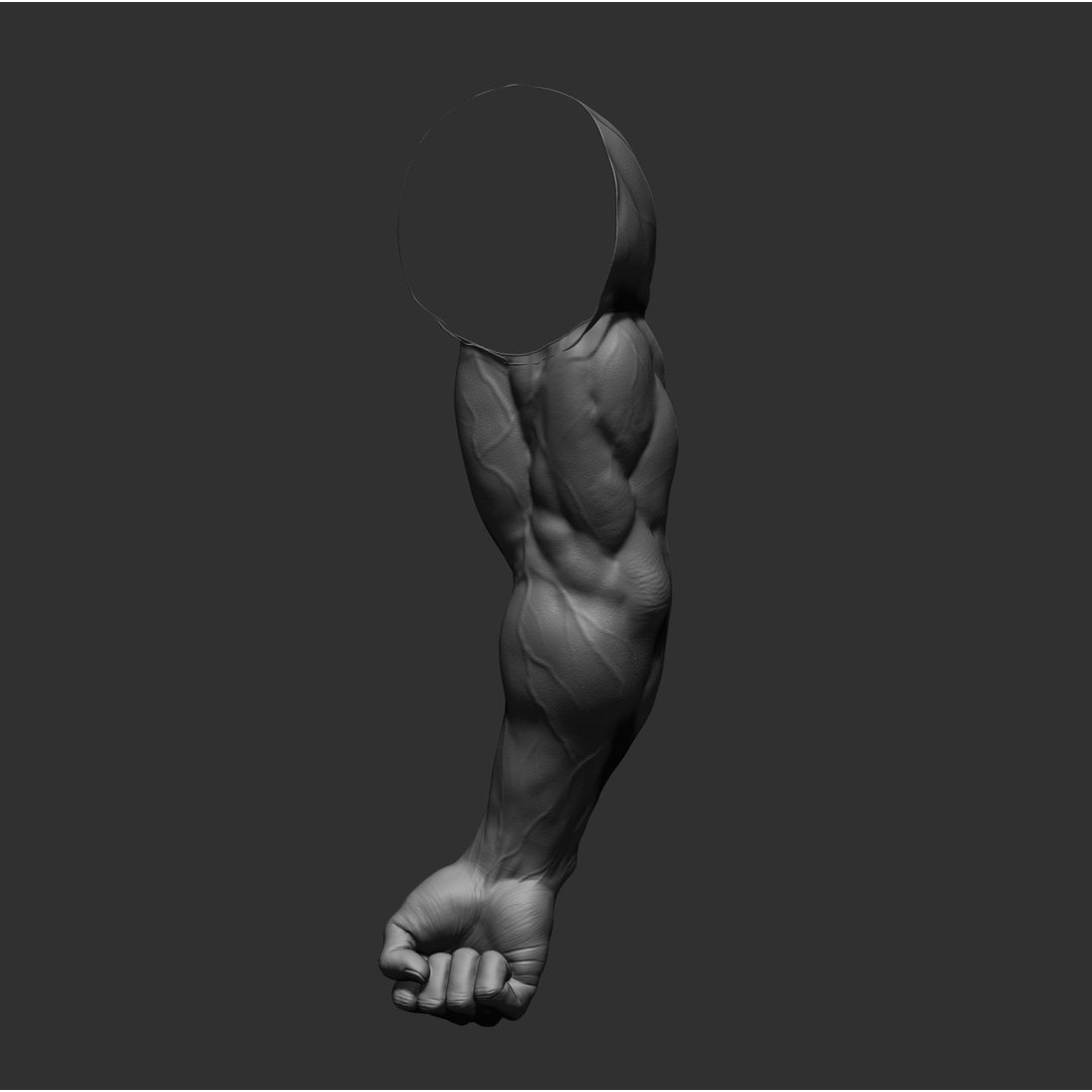 Realistic Male Arms 3D Model – High Poly ZBrush Anatomy, FBX, OBJ - View 16