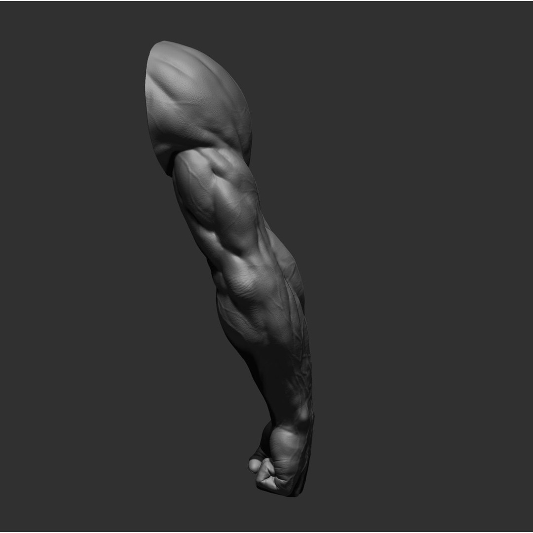 Realistic Male Arms 3D Model – High Poly ZBrush Anatomy, FBX, OBJ - View 17