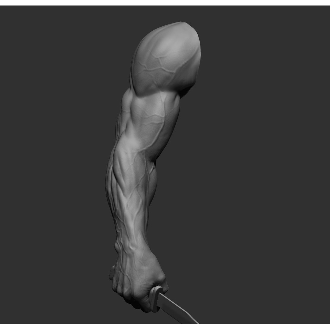 Realistic Male Arms 3D Model – High Poly ZBrush Anatomy, FBX, OBJ - View 18