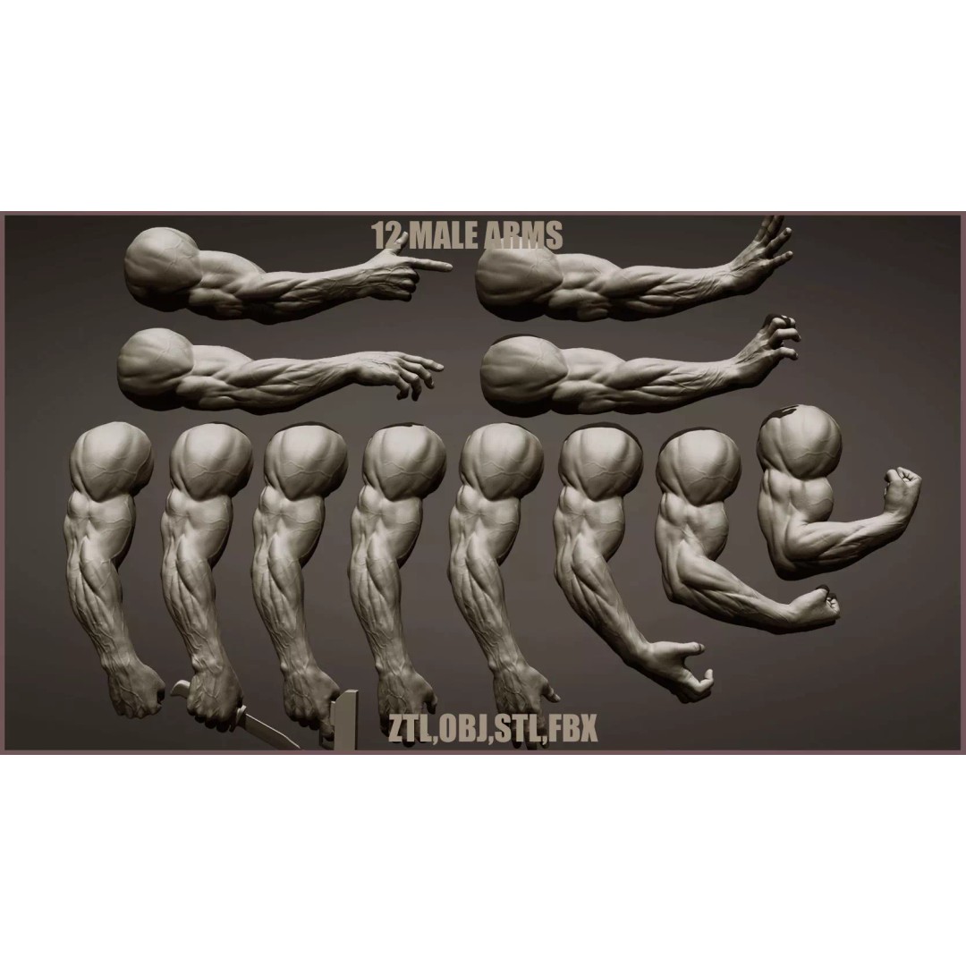 Realistic Male Arms 3D Model – High Poly ZBrush Anatomy, FBX, OBJ - View 2