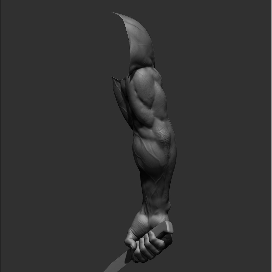 Realistic Male Arms 3D Model – High Poly ZBrush Anatomy, FBX, OBJ - View 20
