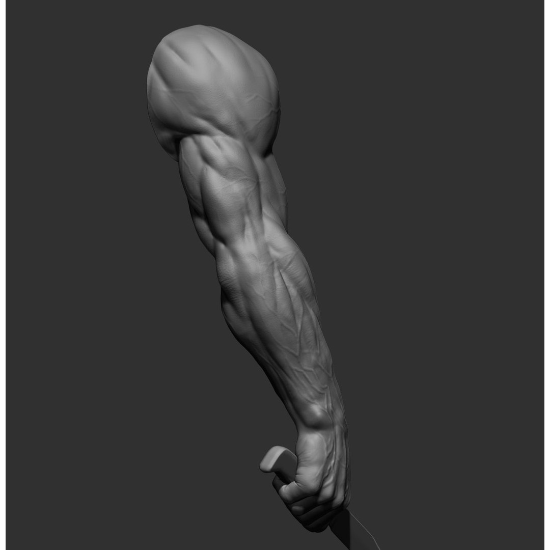 Realistic Male Arms 3D Model – High Poly ZBrush Anatomy, FBX, OBJ - View 21