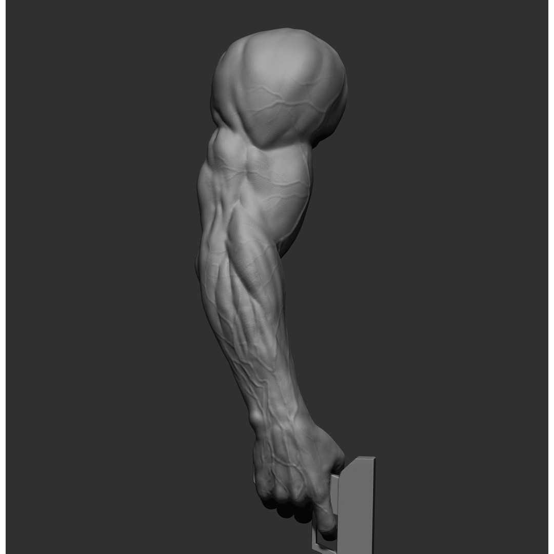 Realistic Male Arms 3D Model – High Poly ZBrush Anatomy, FBX, OBJ - View 22