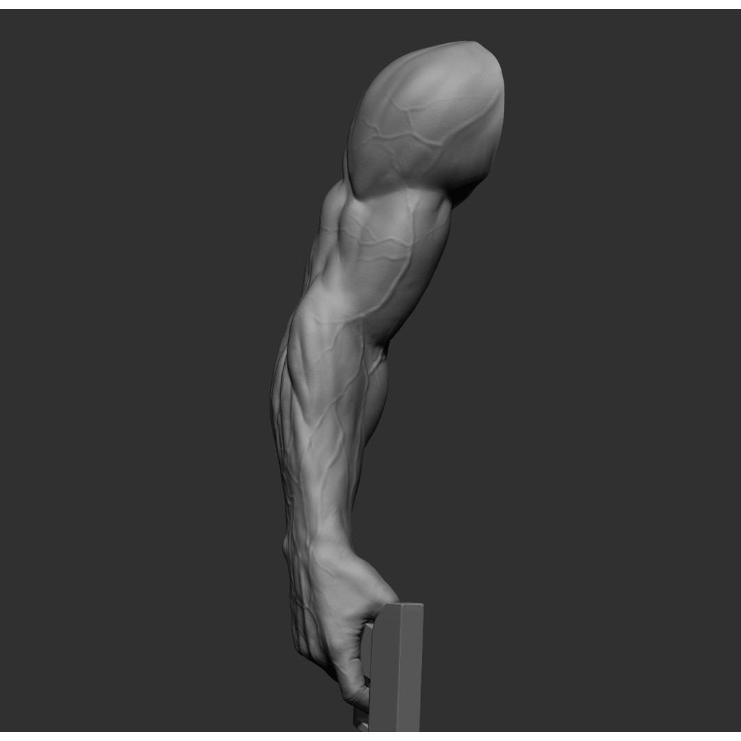 Realistic Male Arms 3D Model – High Poly ZBrush Anatomy, FBX, OBJ - View 23