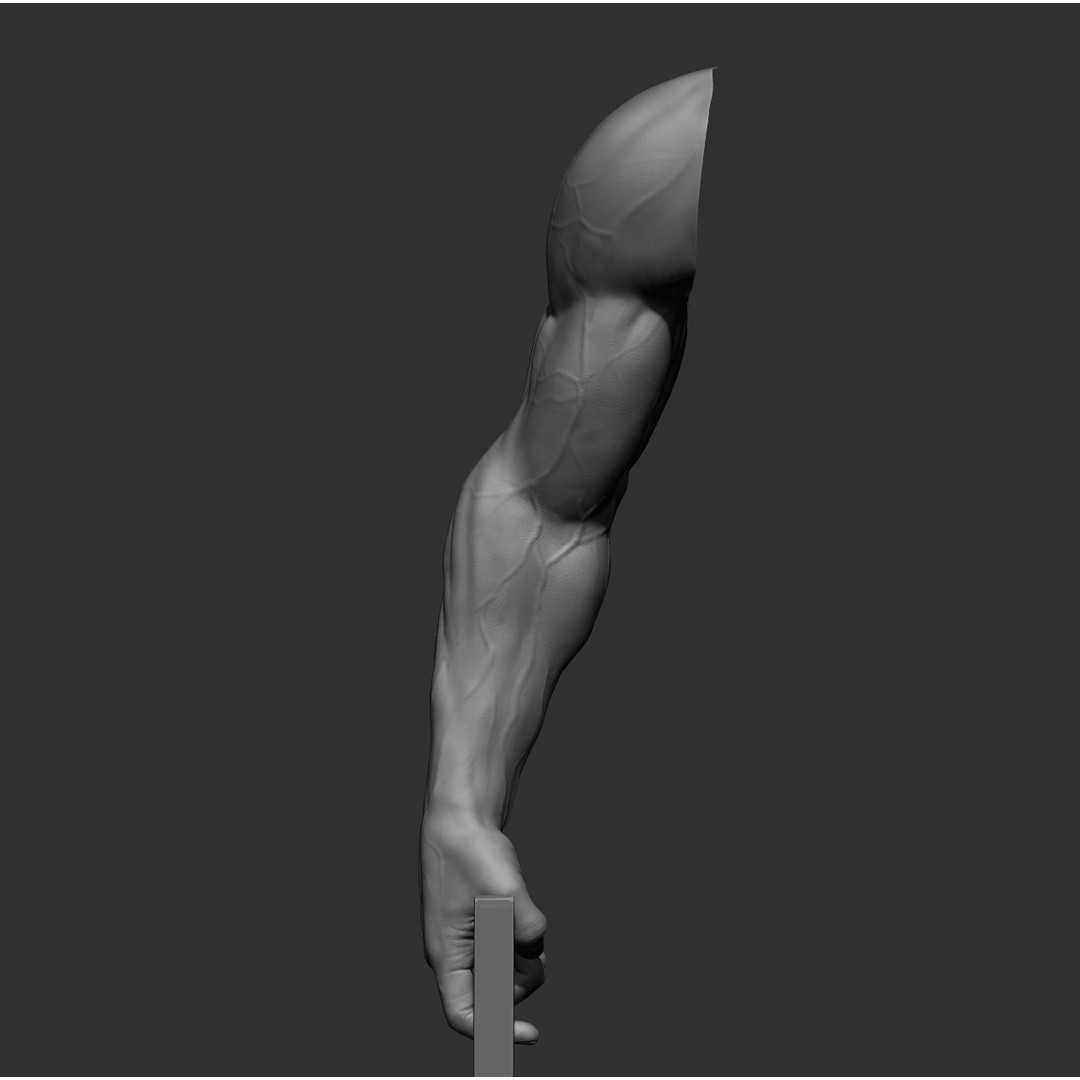 Realistic Male Arms 3D Model – High Poly ZBrush Anatomy, FBX, OBJ - View 24