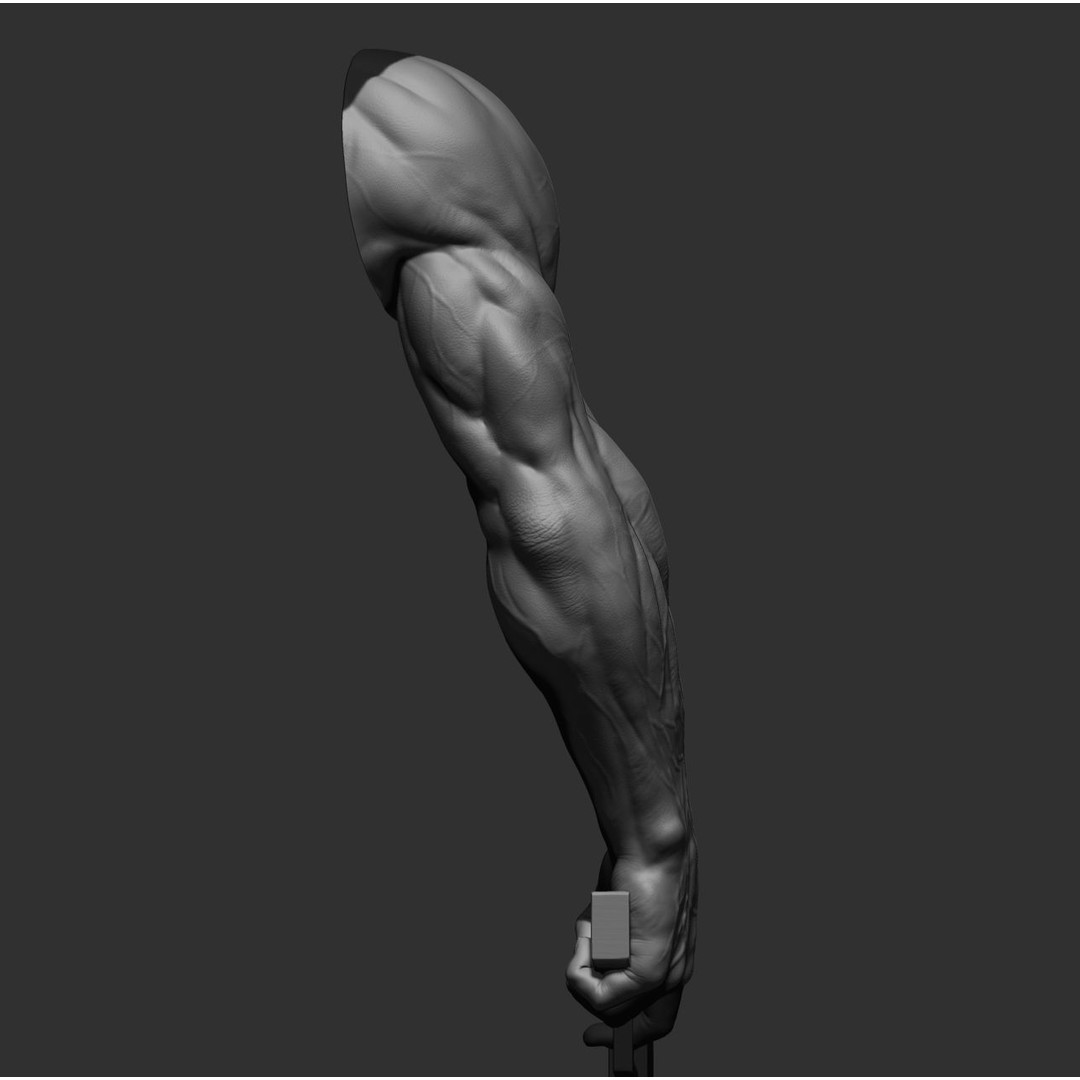 Realistic Male Arms 3D Model – High Poly ZBrush Anatomy, FBX, OBJ - View 25
