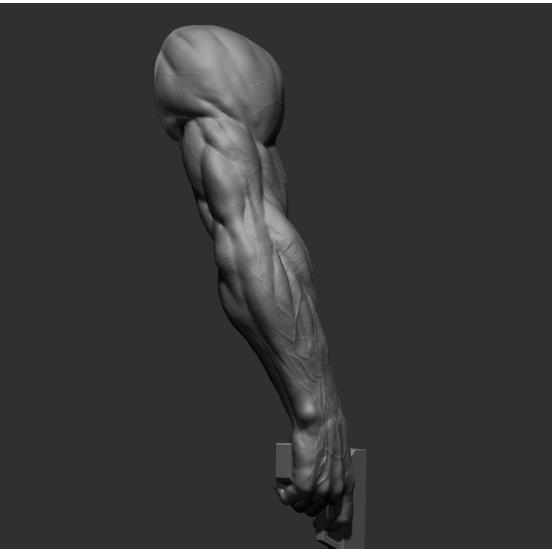 Realistic Male Arms 3D Model – High Poly ZBrush Anatomy, FBX, OBJ - View 26