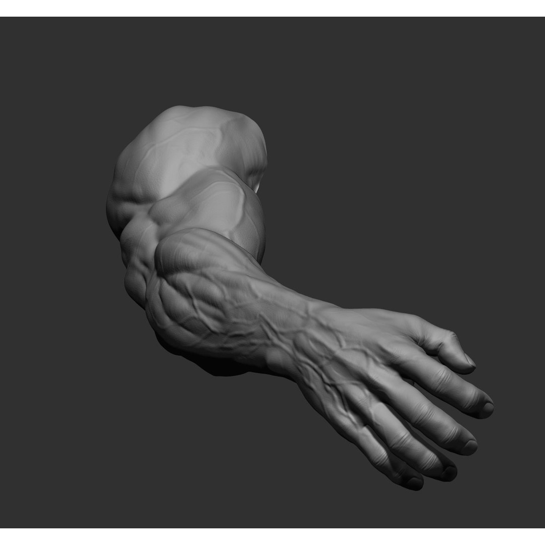 Realistic Male Arms 3D Model – High Poly ZBrush Anatomy, FBX, OBJ - View 28