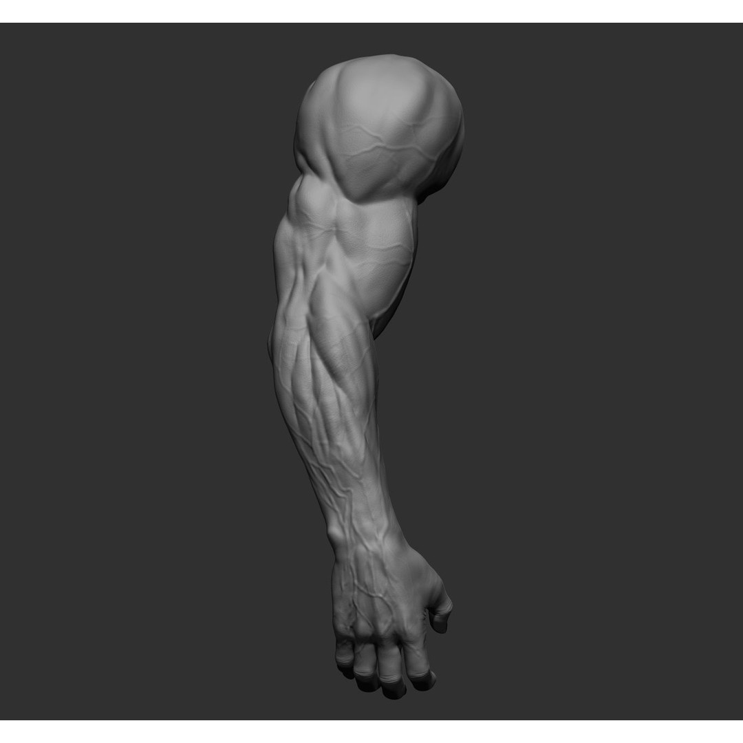 Realistic Male Arms 3D Model – High Poly ZBrush Anatomy, FBX, OBJ - View 29