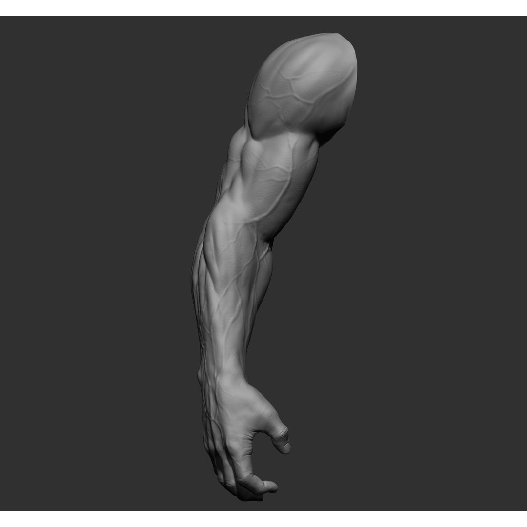 Realistic Male Arms 3D Model – High Poly ZBrush Anatomy, FBX, OBJ - View 30