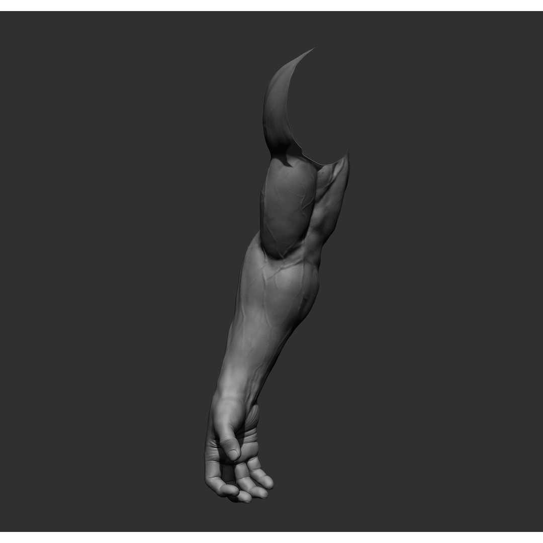 Realistic Male Arms 3D Model – High Poly ZBrush Anatomy, FBX, OBJ - View 31