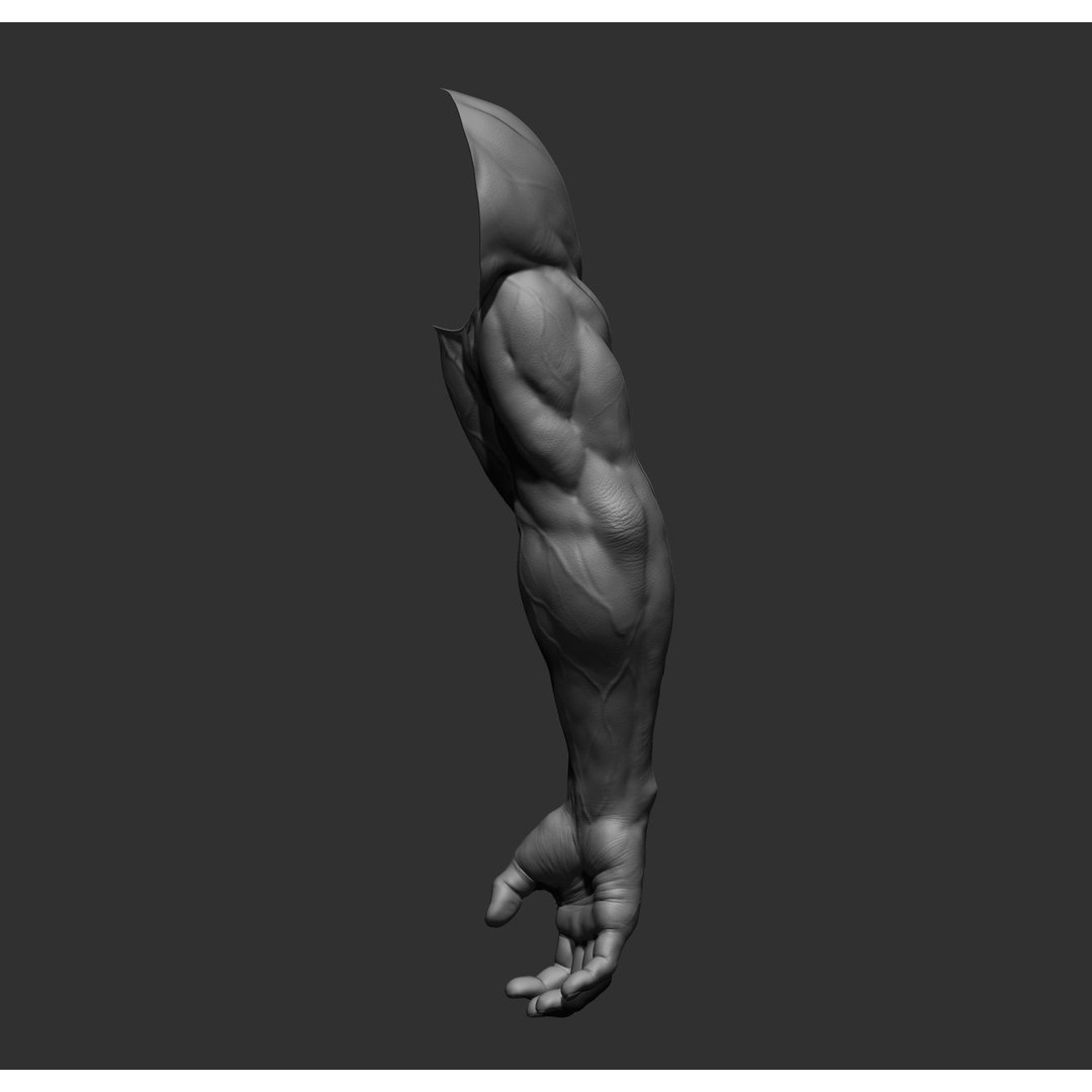Realistic Male Arms 3D Model – High Poly ZBrush Anatomy, FBX, OBJ - View 32