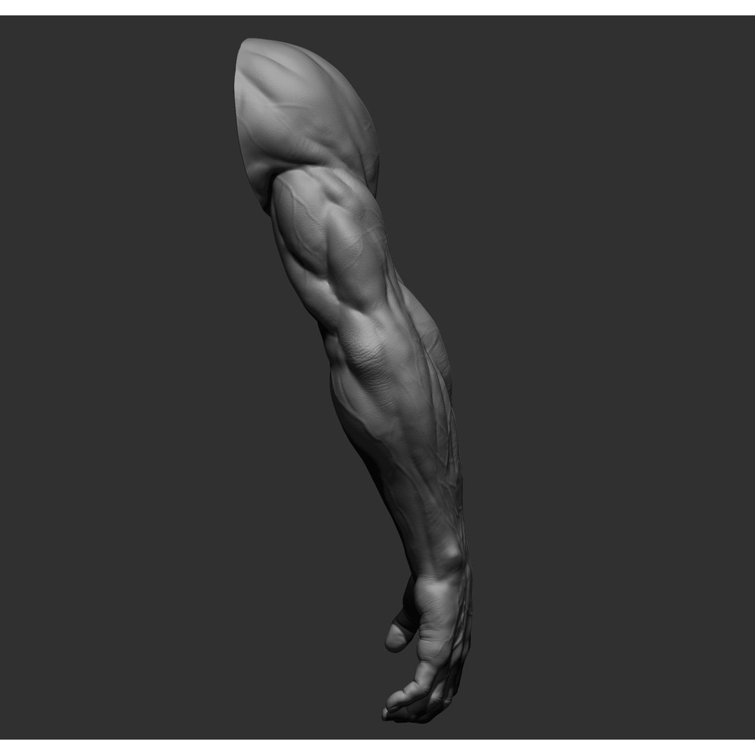 Realistic Male Arms 3D Model – High Poly ZBrush Anatomy, FBX, OBJ - View 33
