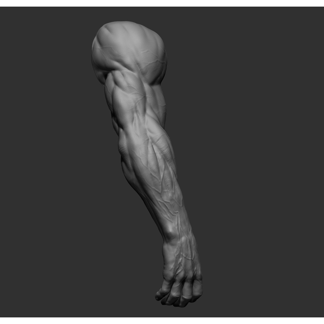 Realistic Male Arms 3D Model – High Poly ZBrush Anatomy, FBX, OBJ - View 34