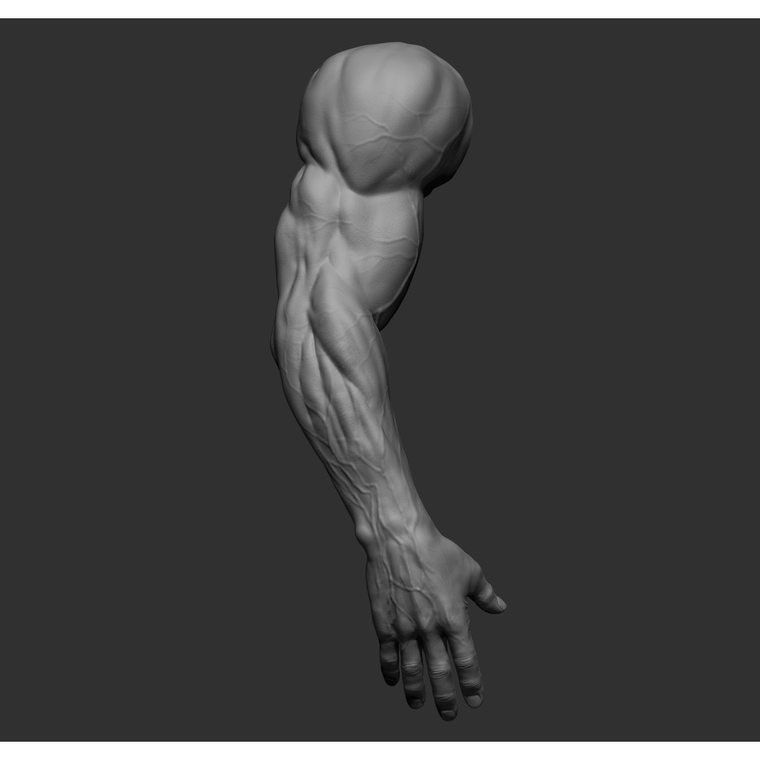 Realistic Male Arms 3D Model – High Poly ZBrush Anatomy, FBX, OBJ - View 35