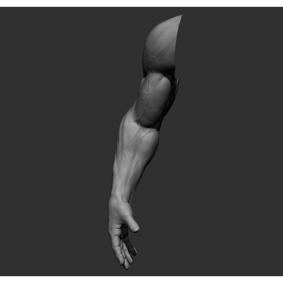 Realistic Male Arms 3D Model – High Poly ZBrush Anatomy, FBX, OBJ - View 36